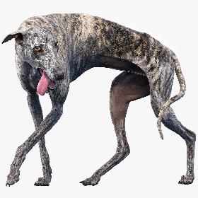 3D Greyhound (2) (Rigged) model